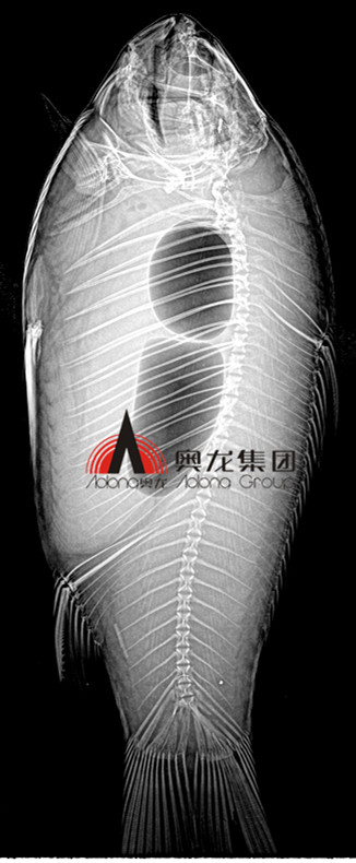 鱼类成像.jpg