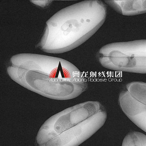 被虫蛀的小麦种子.jpg